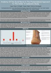 Anatomy of the sural nerve in the posterolateral approach to the ankle: a cadaveric study