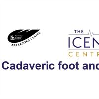 Cadaveric Foot & Ankle Course