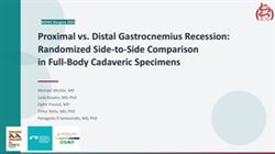 Proximal vs. Distal Gastrocnemius Recession: A Side-to-Side Comparison in Full-Body Cadaveric Specimens