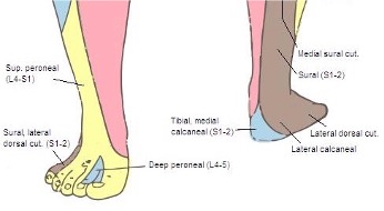 Heel Innervation BOFAS > Hyperbook > Miscellaneous > Physiology of Nerve Function